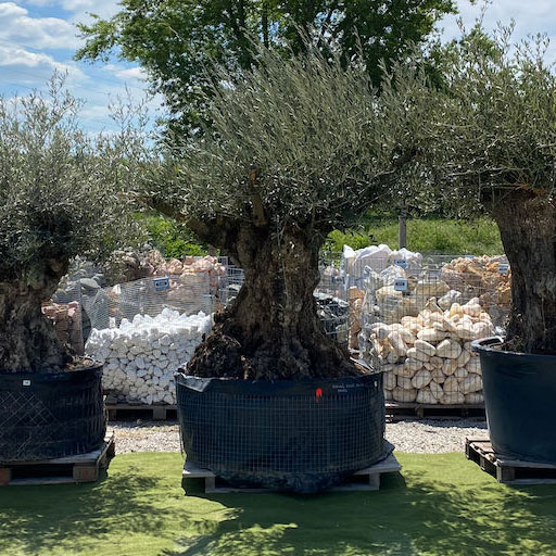 Olivovníky